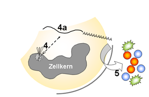 Expression von Cytokinen und Mediatoren nach Toxinbindung