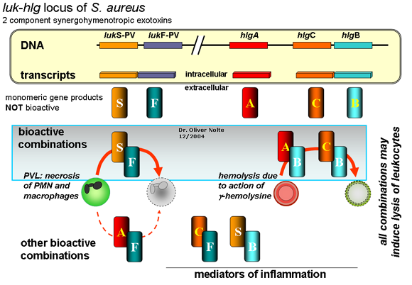 Der luk und hlg Locus von Staphylococcus aureus. Genprodukte Panton-Valentine Leukozidin und gamma Haemolysin.
