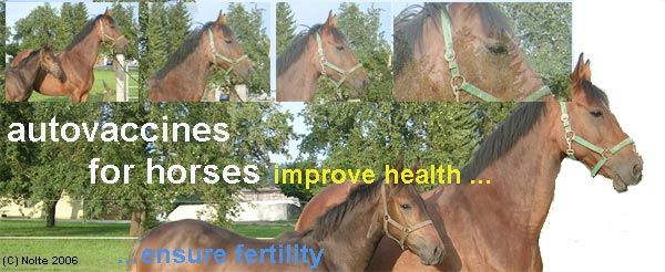 autovaccines for your horse: improve health and ensure fertility